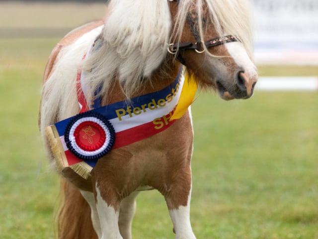 Impressionen Eliteschau 2023 3