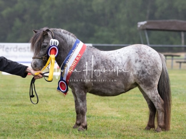 Impressionen Eliteschau 2023 6