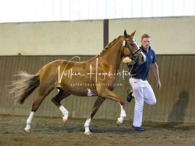 Impressionen Eliteschau 2023 8