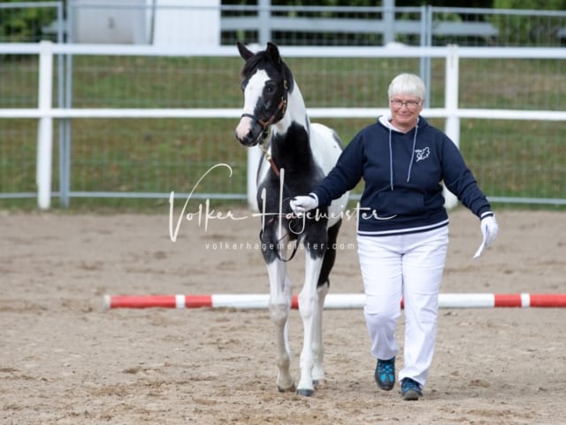 PSB Fohlenregistrierung Schönhorst 1