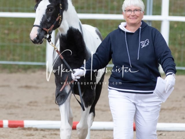 PSB Fohlenregistrierung Schönhorst 2