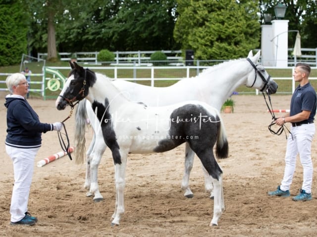 PSB Fohlenregistrierung Schönhorst 3