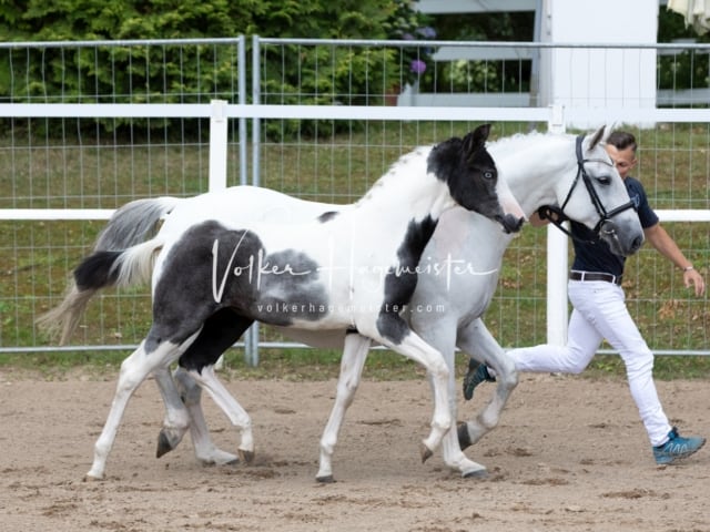 PSB Fohlenregistrierung Schönhorst 4