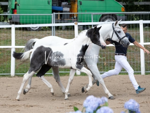 PSB Fohlenregistrierung Schönhorst 5
