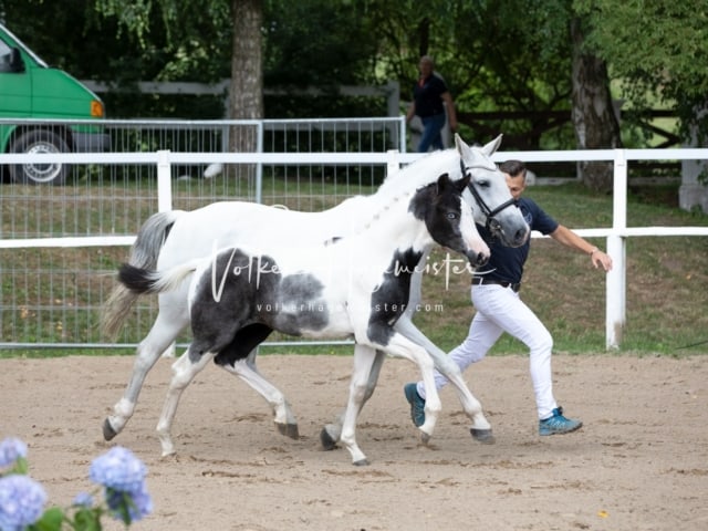 PSB Fohlenregistrierung Schönhorst 6