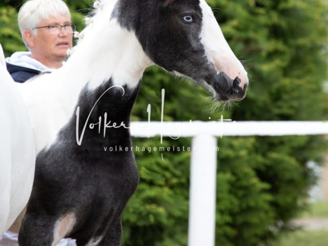 PSB Fohlenregistrierung Schönhorst 7