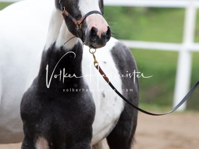 PSB Fohlenregistrierung Schönhorst 8