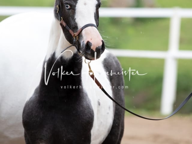 PSB Fohlenregistrierung Schönhorst 9