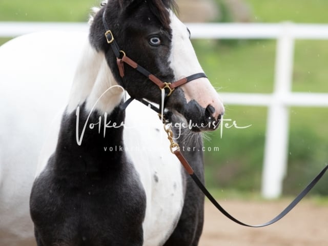 PSB Fohlenregistrierung Schönhorst 10