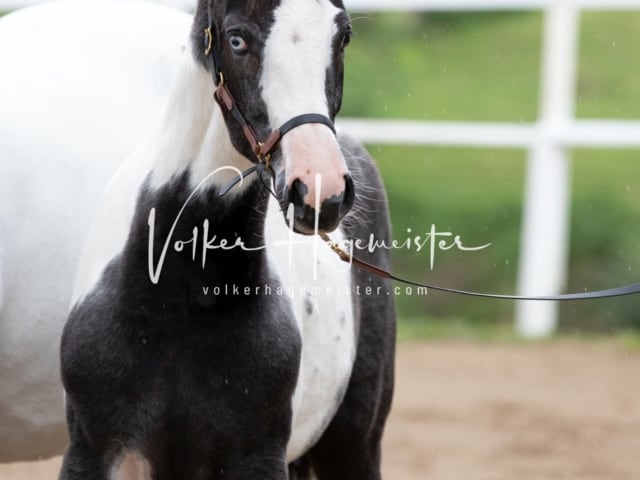 PSB Fohlenregistrierung Schönhorst 11