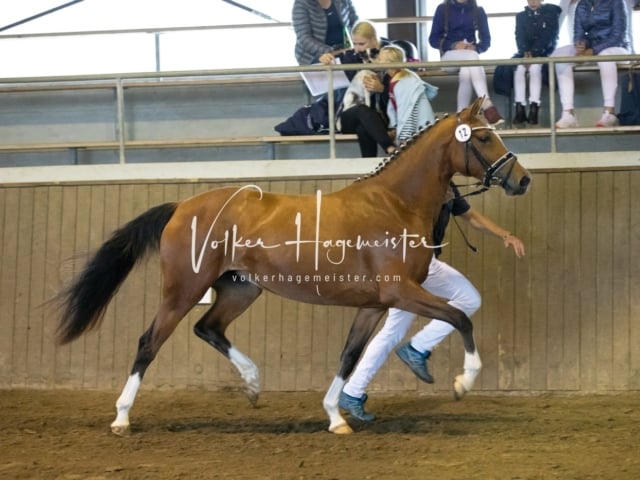 Impressionen Eliteschau 2023 14