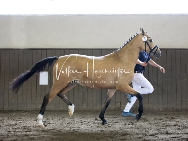 Impressionen Eliteschau 2023 17