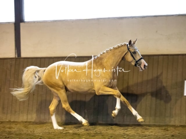 Impressionen Eliteschau 2023 19