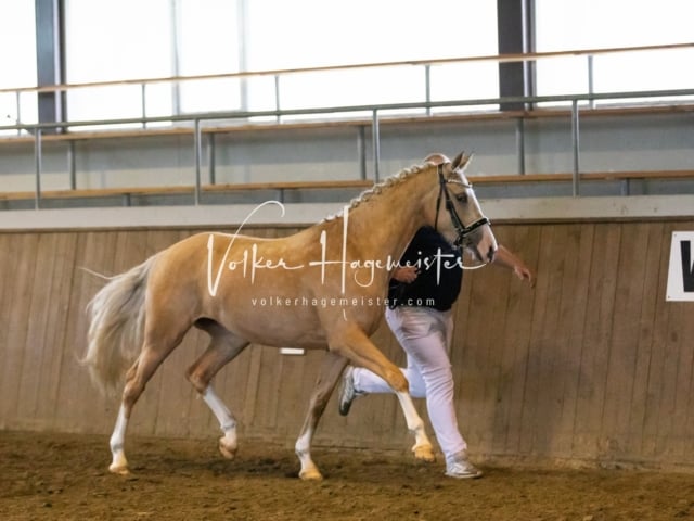 Impressionen Eliteschau 2023 18