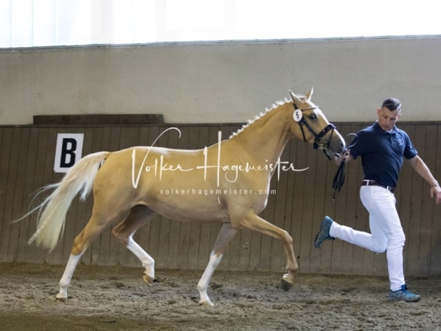 Impressionen Eliteschau 2023 21