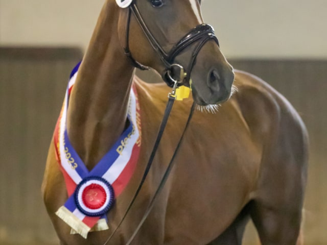 Impressionen Eliteschau 2023 25