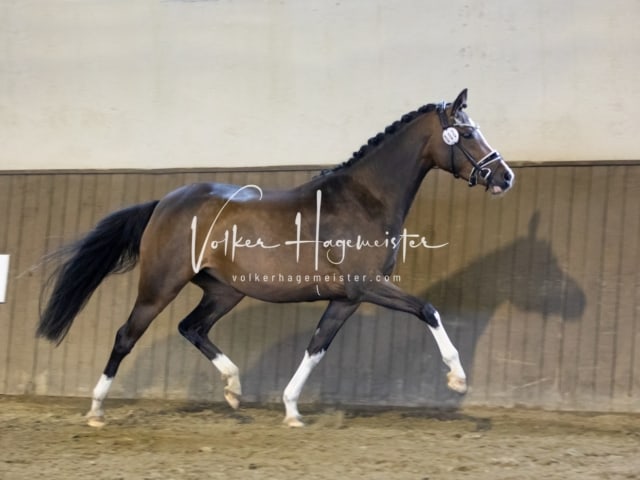 Impressionen Eliteschau 2023 30