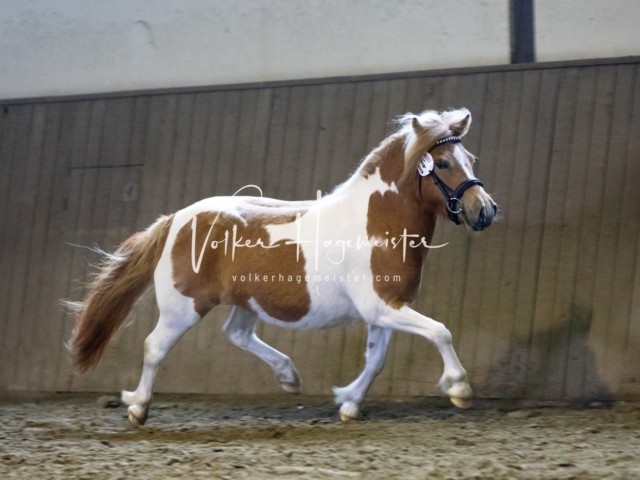 Impressionen Eliteschau 2023 1