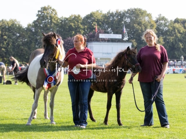 Fohlenchampionat Sieger Ring 2 3