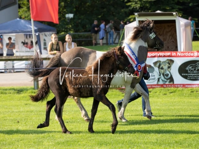 Fohlenchampionat Sieger Ring 2 4