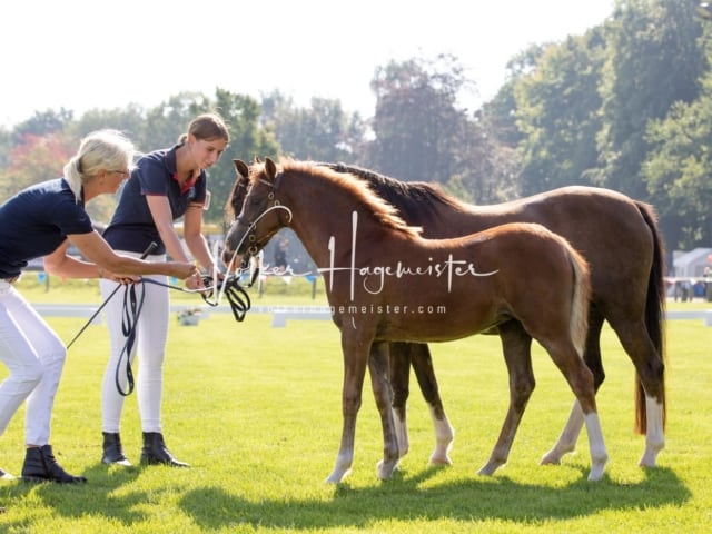 Fohlenchampionat Erste Impressionen Ring 2 2