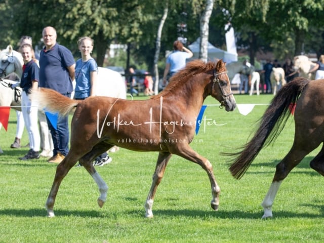Fohlenchampionat Erste Impressionen Ring 2 3