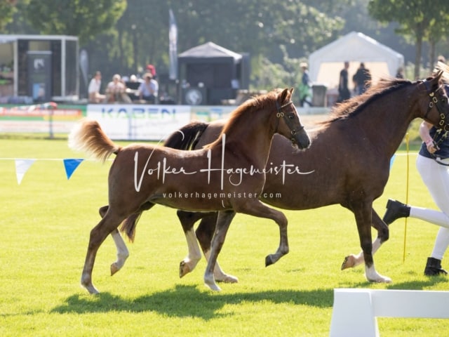 Fohlenchampionat Erste Impressionen Ring 2 4