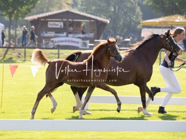 Fohlenchampionat Erste Impressionen Ring 2 5