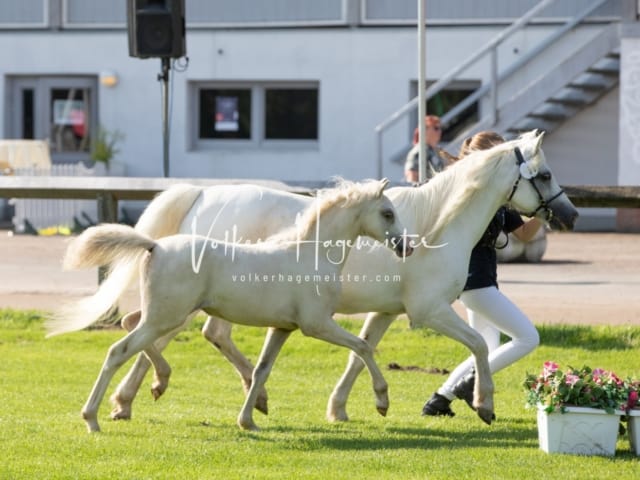 Fohlenchampionat Erste Impressionen Ring 2 6