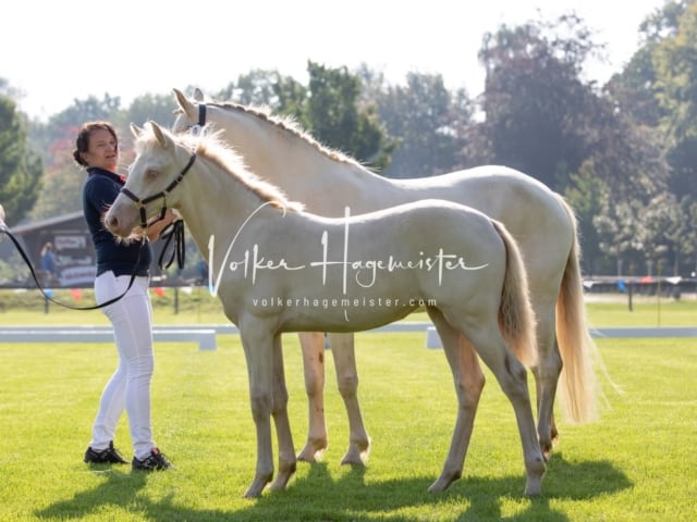 Fohlenchampionat Sieger Ring 2 6