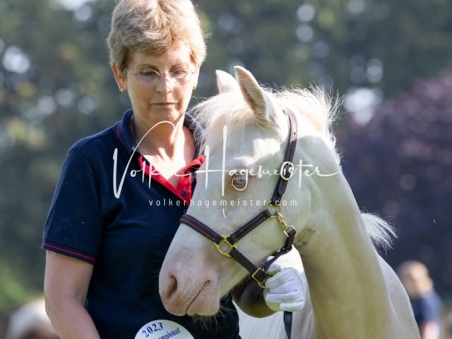 Fohlenchampionat Sieger Ring 2 7