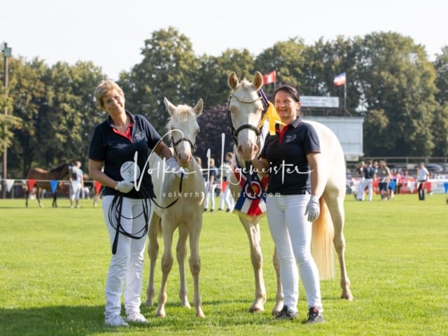 Fohlenchampionat Sieger Ring 2 8