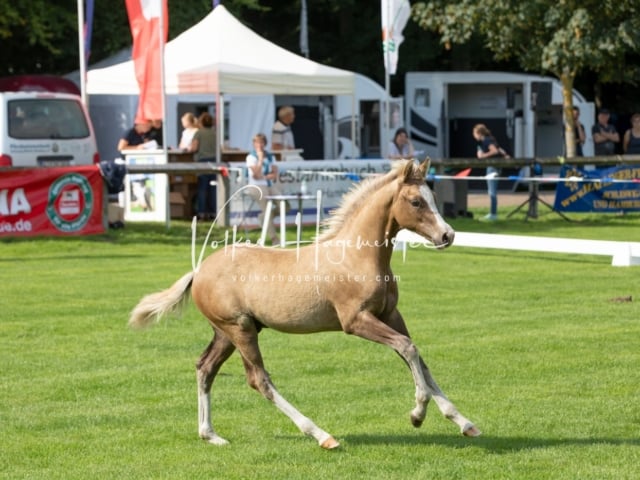 Fohlenchampionat Erste Impressionen Ring 2 8