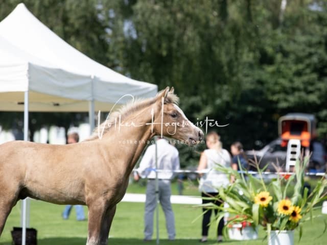 Fohlenchampionat Erste Impressionen Ring 2 9
