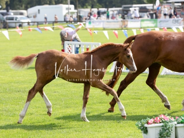 Fohlenchampionat Erste Impressionen Ring 2 10