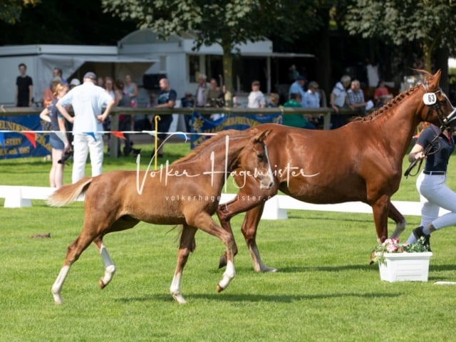 Fohlenchampionat Erste Impressionen Ring 2 11