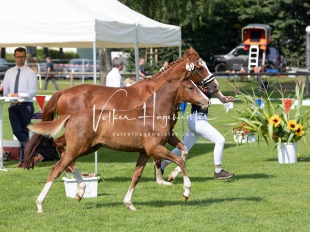 Fohlenchampionat Erste Impressionen Ring 2 13