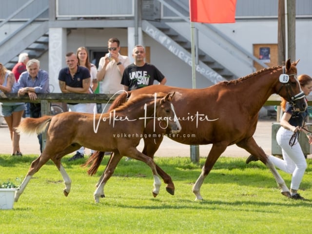 Fohlenchampionat Erste Impressionen Ring 2 14