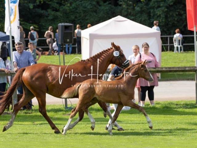 Fohlenchampionat Erste Impressionen Ring 2 15