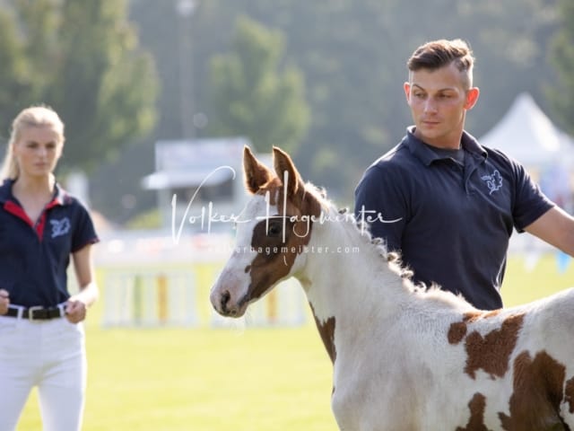 Fohlenchampionat Erste Impressionen Ring 2 16