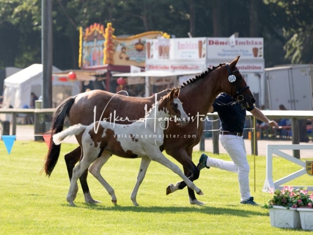 Fohlenchampionat Erste Impressionen Ring 2 17