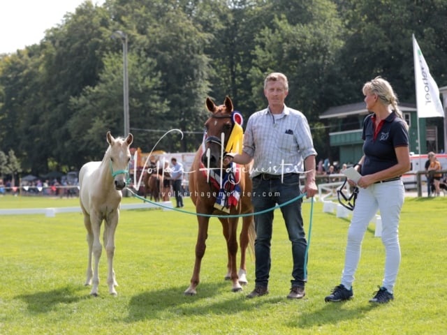 Fohlenchampionat Sieger Ring 2 9