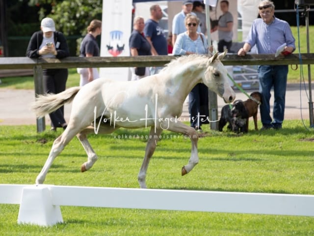 Fohlenchampionat Erste Impressionen Ring 2 19