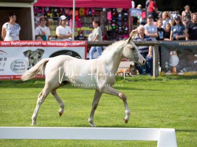Fohlenchampionat Erste Impressionen Ring 2 20