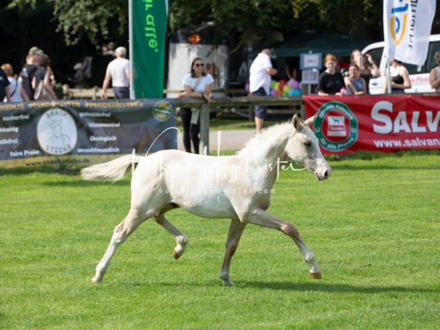 Fohlenchampionat Erste Impressionen Ring 2 21