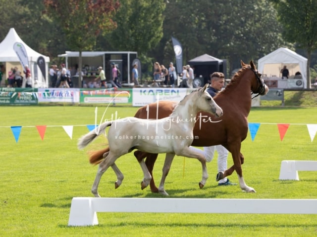Fohlenchampionat Erste Impressionen Ring 2 22