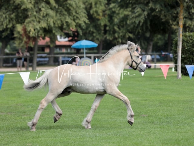 Fohlenchampionat Sieger Ring 2 12