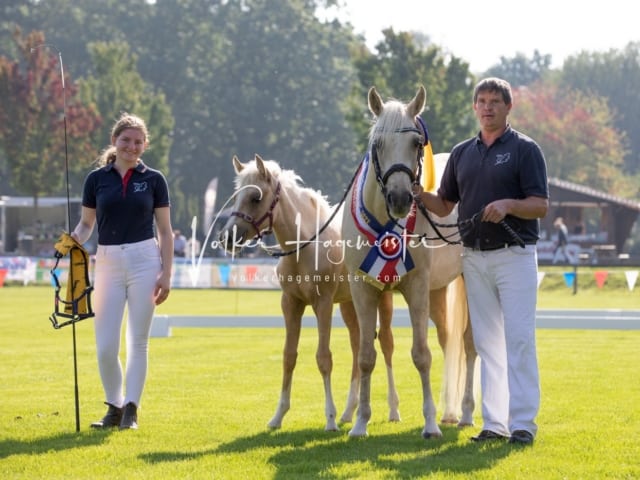 Fohlenchampionat Sieger Ring 2 14