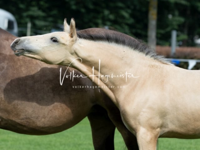 Fohlenchampionat Sieger Ring 2 17