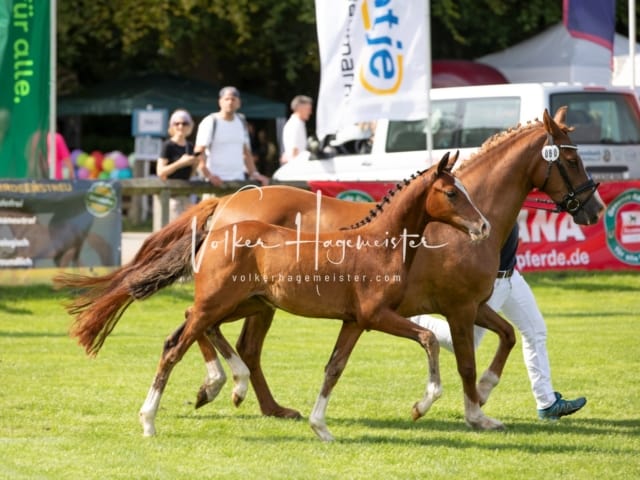 Fohlenchampionat Erste Impressionen Ring 2 23